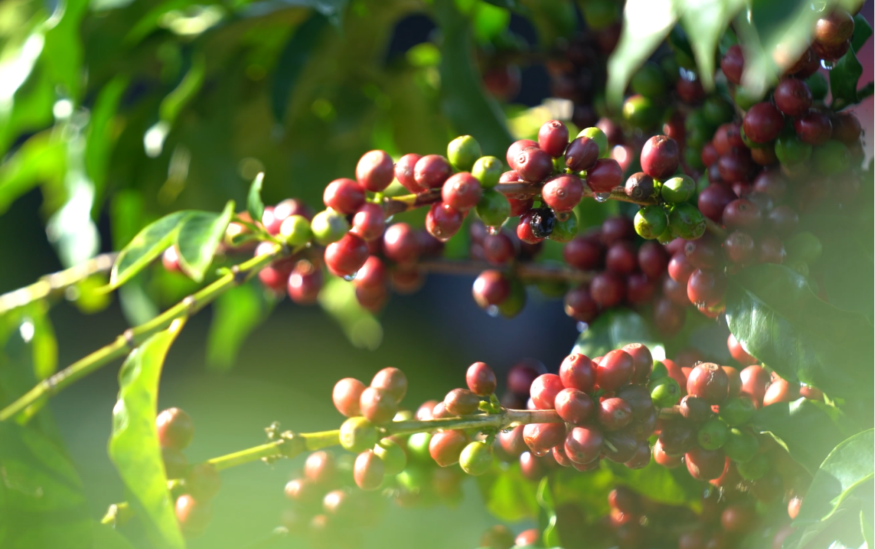 J9游戏(中国)-官方网站